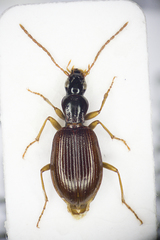 Oxypselaphus obscurus