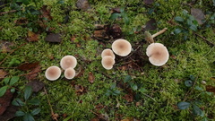 Cystoderma carcharias