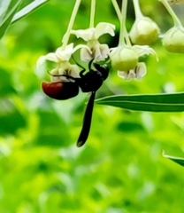 Anterhynchium mellyi