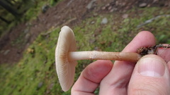 Cystoderma carcharias