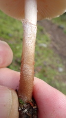 Cystoderma carcharias