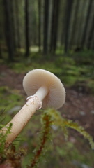 Cystoderma carcharias