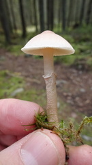 Cystoderma carcharias