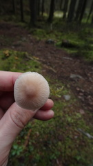 Cystoderma carcharias