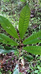 Chrysophyllum