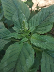 Amaranthus retroflexus