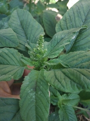 Amaranthus retroflexus
