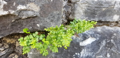 Asplenium ruta-muraria