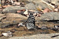 Papilio clytia clytia
