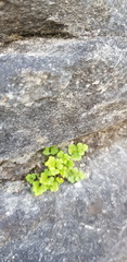 Asplenium ruta-muraria
