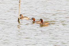 Tachybaptus ruficollis poggei