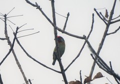 Psilopogon malabaricus