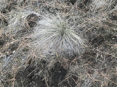 Festuca campestris