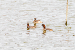 Tachybaptus ruficollis poggei