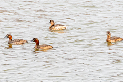 Tachybaptus ruficollis poggei