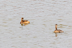 Tachybaptus ruficollis poggei
