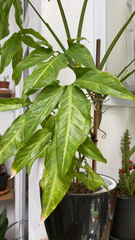 Syngonium podophyllum