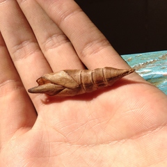 Atemnora westermannii