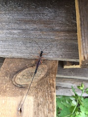 Ephialtes manifestator