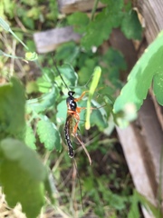 Ephialtes manifestator