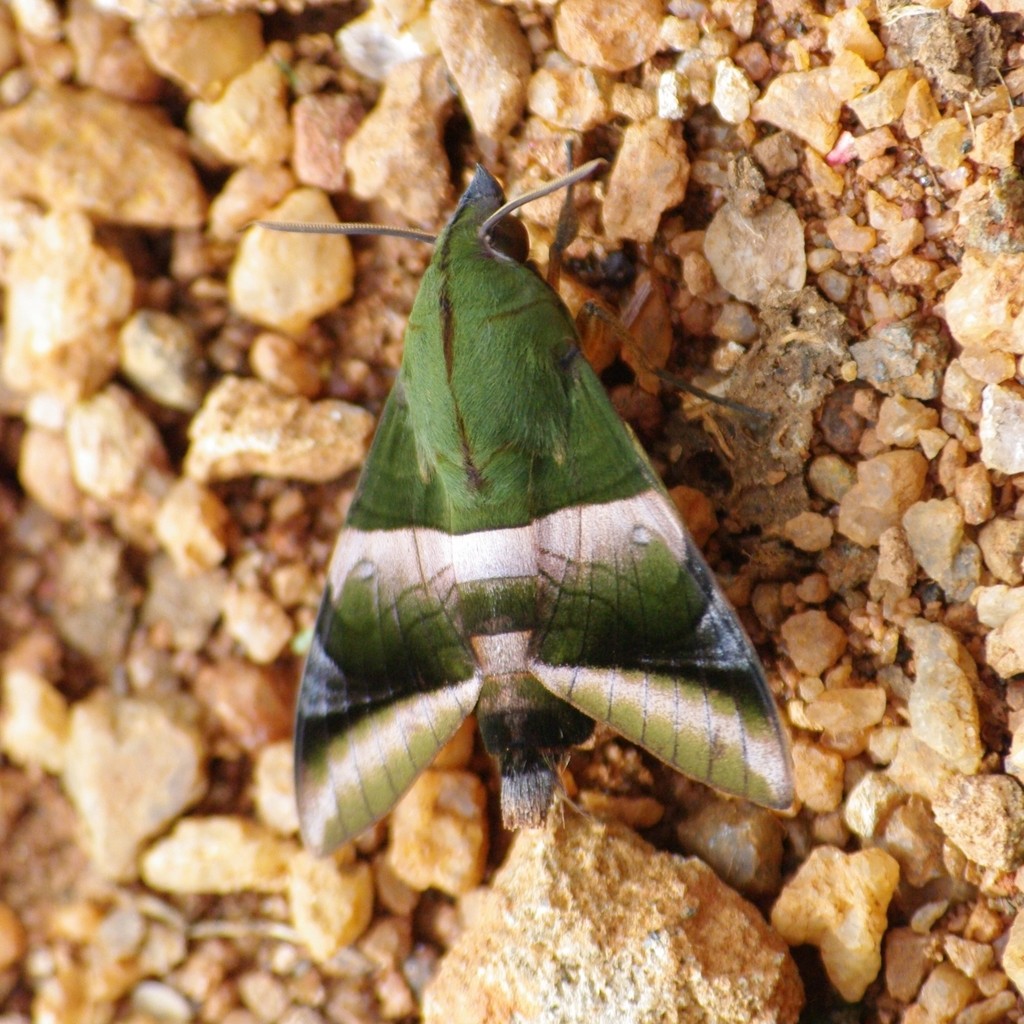 Atemnora westermannii