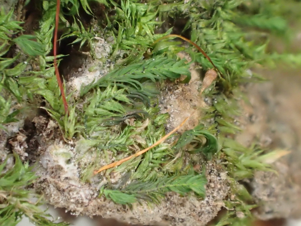 Fissidens linearis