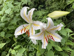 Lilium auratum