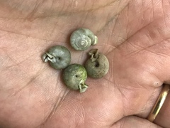 Daedalochila uvulifera