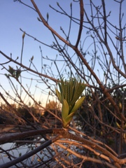 Aesculus californica
