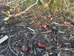 Aesculus californica