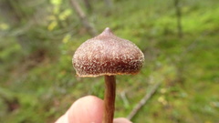 Cortinarius flexipes