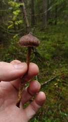Cortinarius flexipes