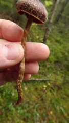 Cortinarius flexipes