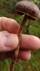 Cortinarius flexipes