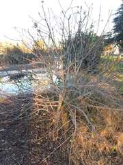 Aesculus californica