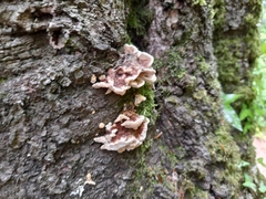 Auricularia mesenterica