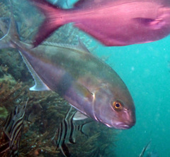 Seriola hippos