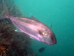 Seriola hippos