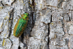 Lamprodila rutilans