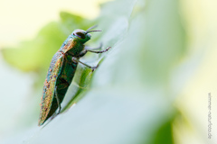 Lamprodila rutilans
