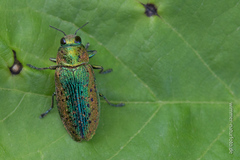 Lamprodila rutilans