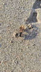 Camponotus americanus
