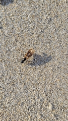 Camponotus americanus