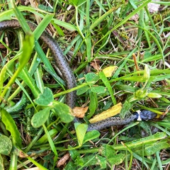 Natrix natrix natrix