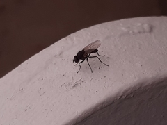 Diptera