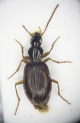 Oxypselaphus obscurus