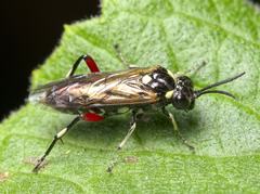 Macrophya punctumalbum