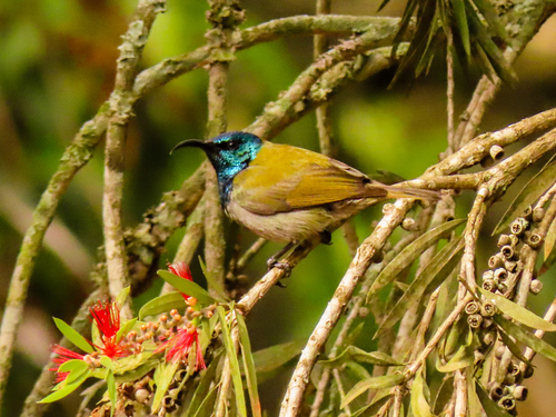 Green-headed Sunbird