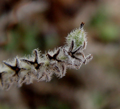 Heliotropium myosotoides