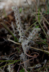 Heliotropium myosotoides